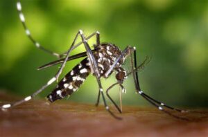 AEDES AEGYPT